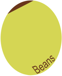 Beans Roots